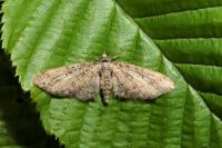 Eupithecia abbreviata