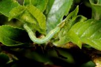 Operophtera brumata