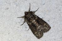 Polyploca ridens