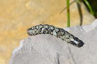 Allophyes oxyacanthae