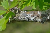 Allophyes oxyacanthae
