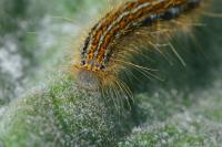 Malacosoma castrense