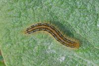 Malacosoma castrense