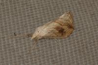 Evergestis forficalis