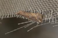 Schrankia costaestrigalis
