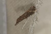 Schrankia costaestrigalis