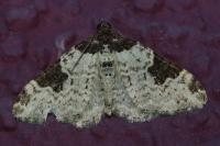 Xanthorhoe fluctuata