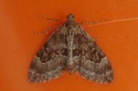 Thera britannica/variata