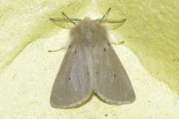 Diaphora mendica
