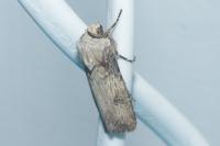 Agrotis puta