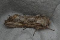 Egira conspicillaris