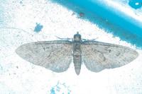 Eupithecia abbreviata