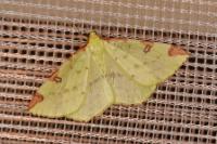 Opisthograptis luteolata