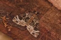 Ecliptopera silaceata
