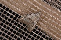 Nola confusalis