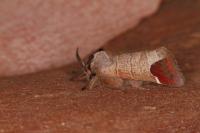Clostera curtula