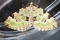 Colostygia pectinataria