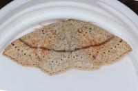 Cyclophora punctaria