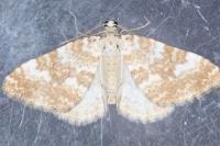 Perizoma flavofasciata