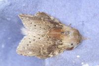 Stauropus fagi