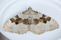 Xanthorhoe montanata