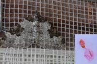 Xanthorhoe fluctuata