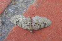 Chloroclystis v-ata