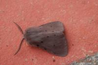Diaphora mendica