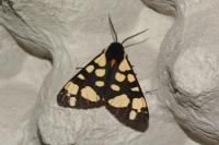 Arctia villica