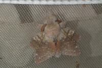Stauropus fagi