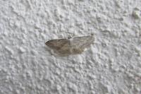 Idaea seriata