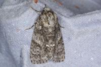 Acronicta rumicis