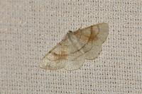 Adactylotis contaminaria