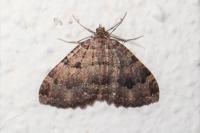 Triphosa dubitata