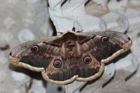 Saturnia pyri