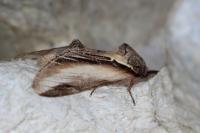 Pheosia tremula