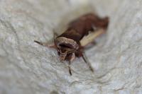 Ochropleura plecta