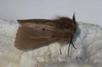 Diaphora mendica