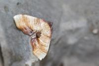 Plagodis dolabraria