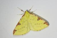 Opisthograptis luteolata