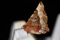 Selenia tetralunaria