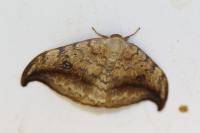 Drepana falcataria