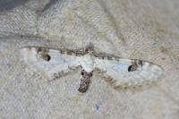 Eupithecia centaureata