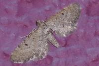 Eupithecia intricata
