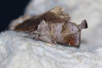 Clostera pigra