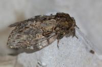 Peridea anceps