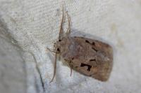 Orthosia gothica