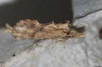 Pterostoma palpina