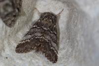 Drymonia ruficornis