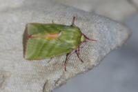 Pseudoips prasinanus